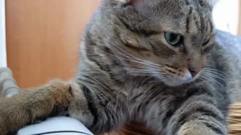 Funny animal videos showcasing comical cats and dogs