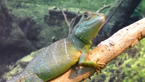 Nature With Animal Video || Relaxing Music with Beautiful Nature | Nature And Wildlife Sad story