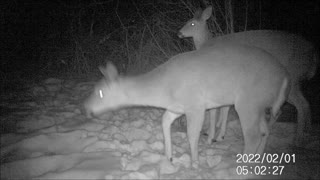 Backyard Trail Cam - Deer at Salt Block