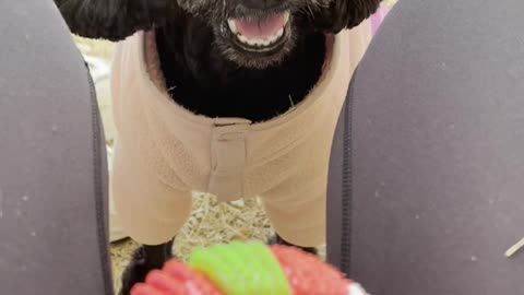 Poodle puppy Simkung who likes balls