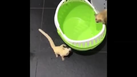 cute animalls poppy cat