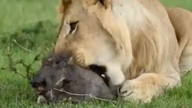 Death acting sweat..alion snack
