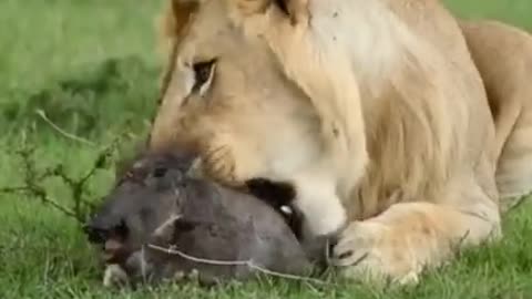 Death acting sweat..alion snack
