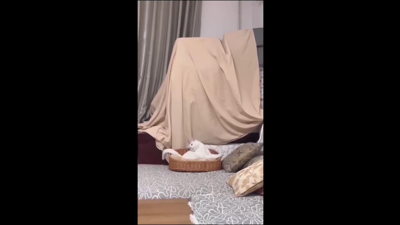 funny animal video