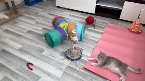 cat funny videos