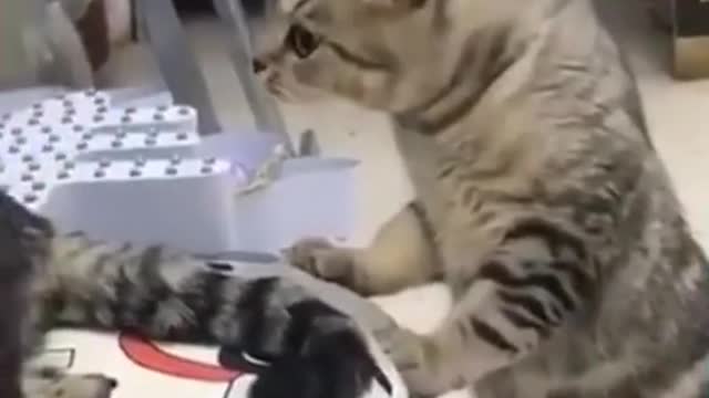 funny cat video - very funny cat video.