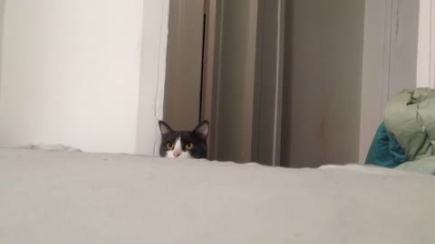 Cat Play's Peek A Boo!!!