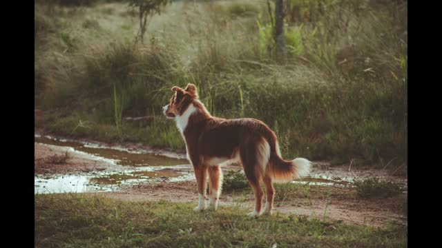 The First 4 Pages - A Dog's Purpose by W. Bruce Cameron