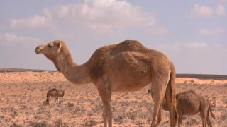 The camel and his sons in the desert