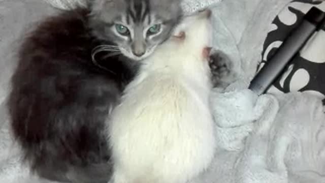 Maine Coon Kitten Grooming His Adopted Rat Brother