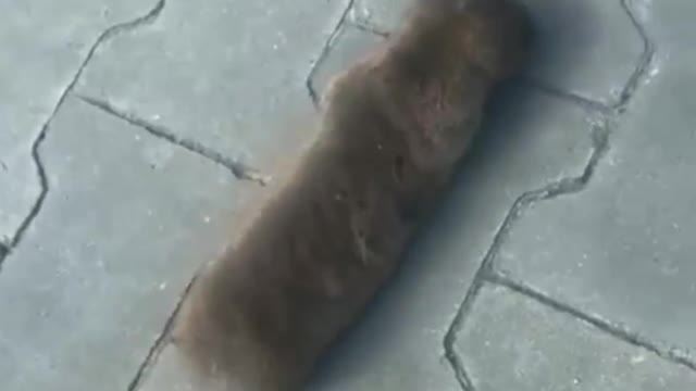 strange animal