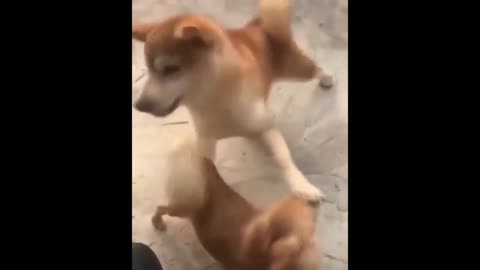 Doge Funny Video 😆😆😆