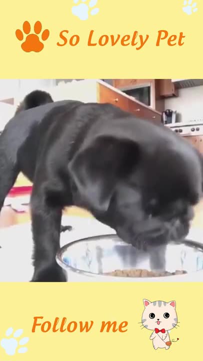 FUNNY AND CUTE ANIMALS