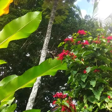 29.6.2024 Cairns Birdwing Butterfly