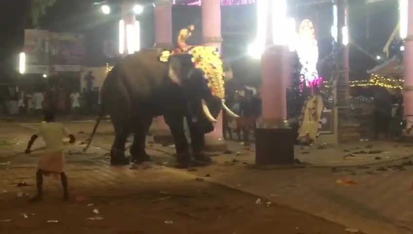 elephant attack in india