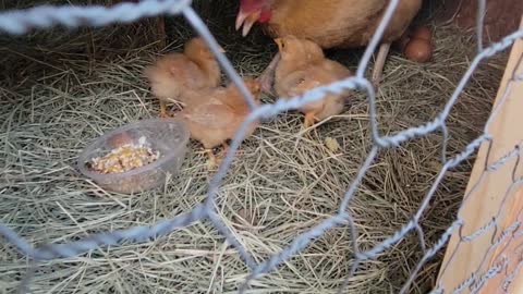 Cute baby chickies