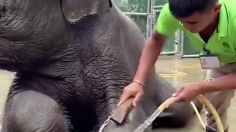 That is one happy elephant 😍 | That is one happy elephant 😍 | By MetDaan Discovery