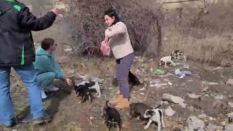 mother Dog Reunited with her Stolen Puppies She is Crying from Happiness
