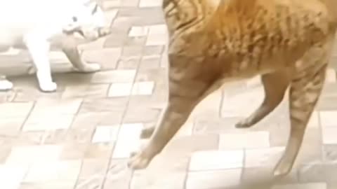 You Got To See This!!