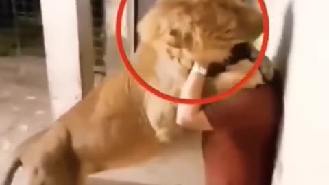 lion is fighting