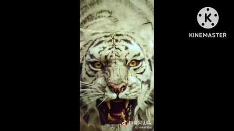 Bangal Tiger clip.