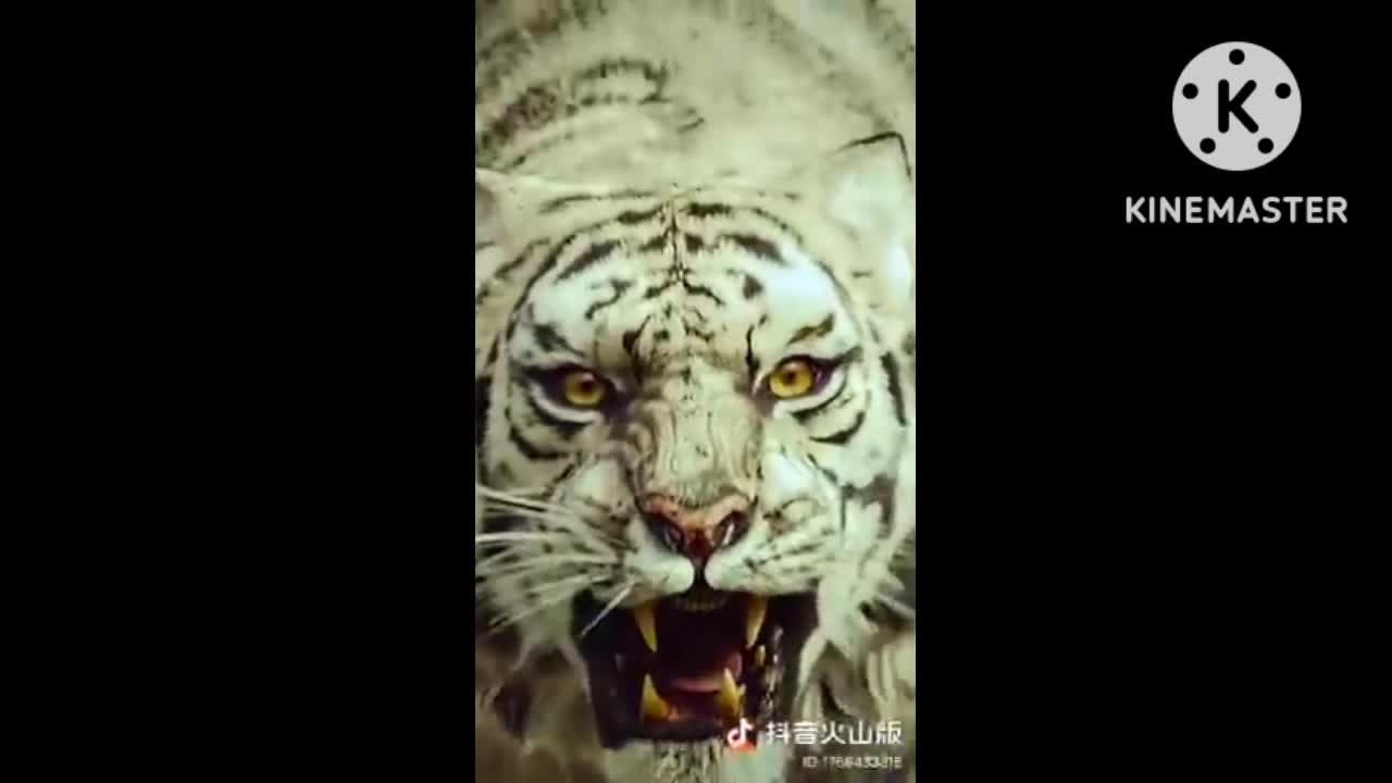 Bangal Tiger clip.