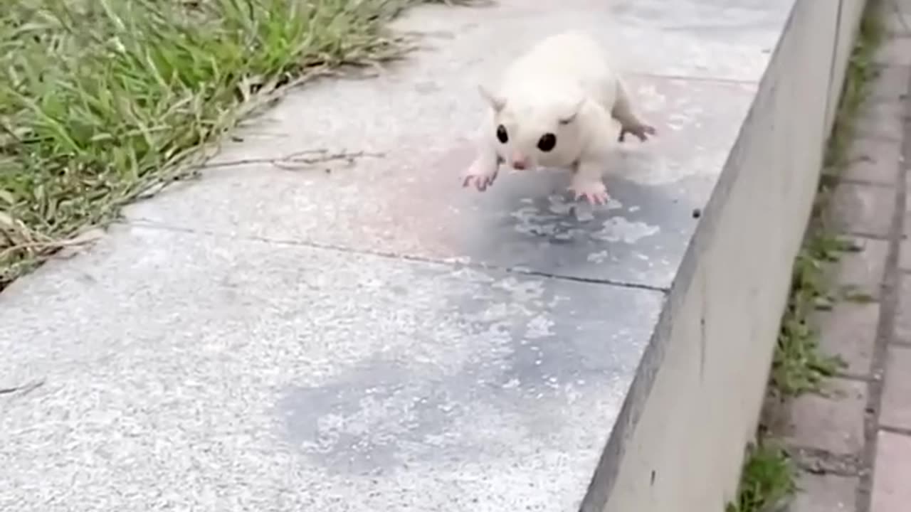 Meet our new tiny friend at the "Cute Sugar Glider Pet Home" 🏡🐿️✨