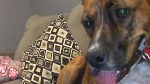 Brown dog has tongue hanging out of mouth