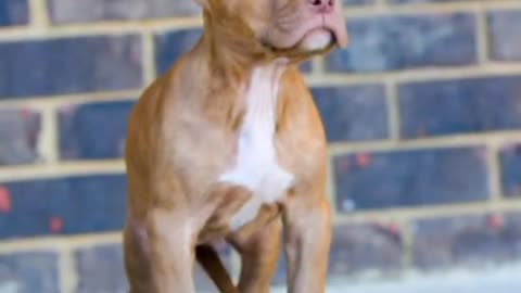 Pitbull dog Lover ❤️😘😘
