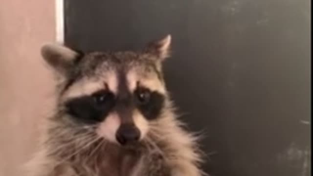 Wow see how raccoon chows tasty jello