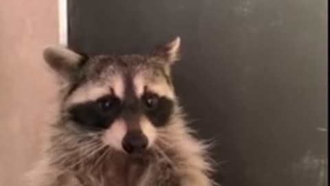 Wow see how raccoon chows tasty jello