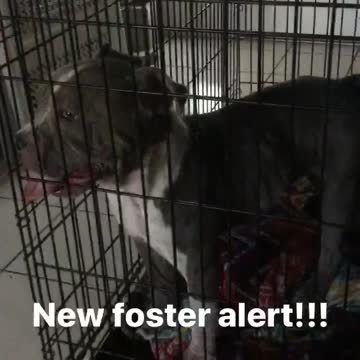 New Foster Alert