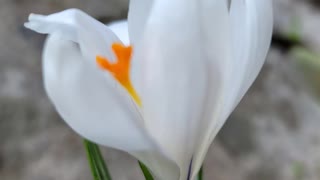 WHEN THE CROCUS BLOOMS By Carol Ann Henderson