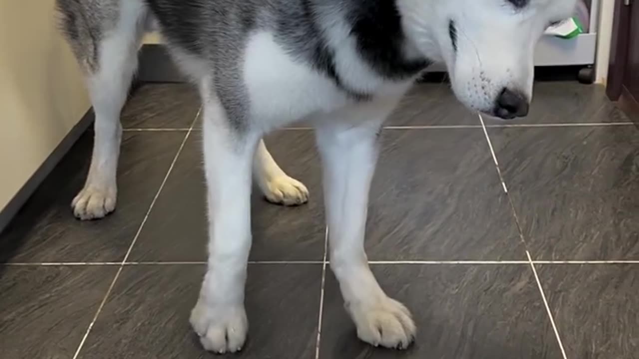 Happy Circle Husky