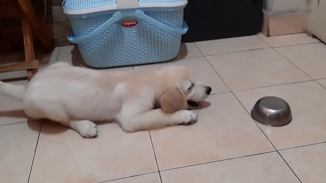 Golden Retriever Puppy fighting with food bowl