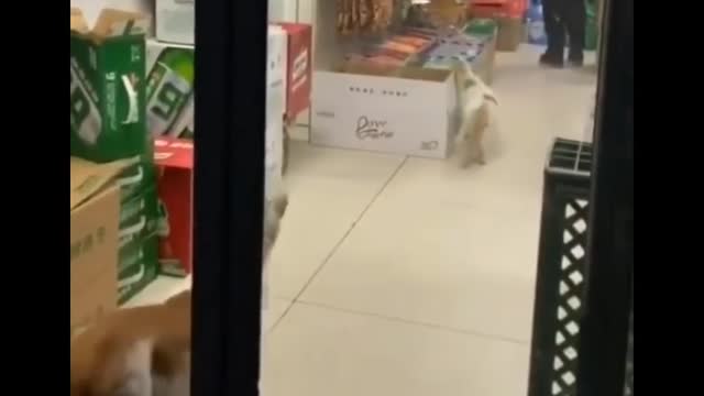 Funniest Cats 😹 - Don't try to hold back Laughter 😂 - Funny Cats Life