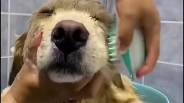 Baby dog bathing tiktok