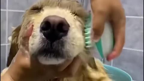 Baby dog bathing tiktok