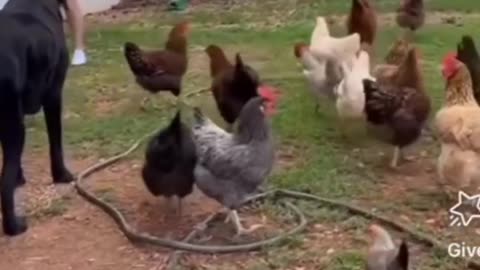 Animals funny video