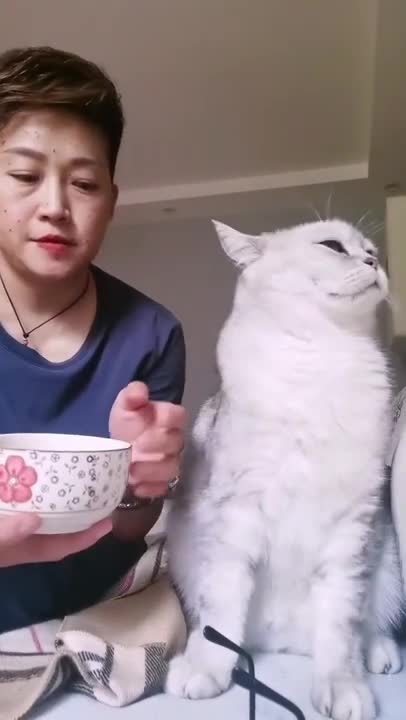 Cat With Depression Refuses To Eat (Part 1) | Animal in Crisis EP37