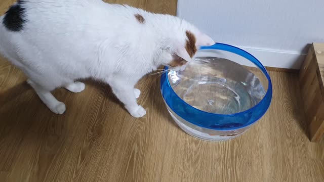 A cute cat is playing with toy fish.