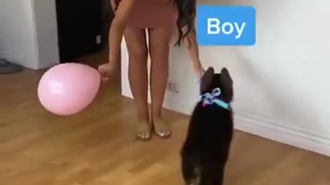 Cute dog video