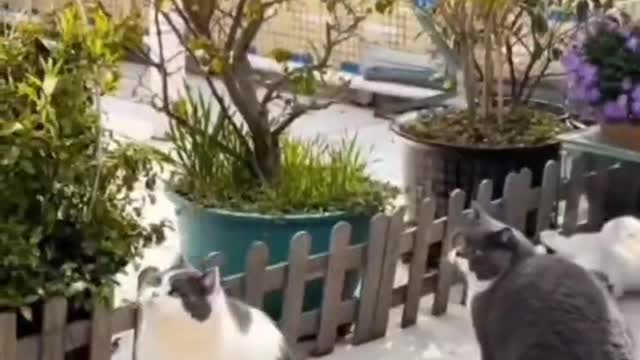 Cat catches Butterfly