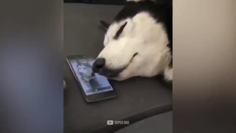 Funny dog and cat reaction video 😺😸🙀😿