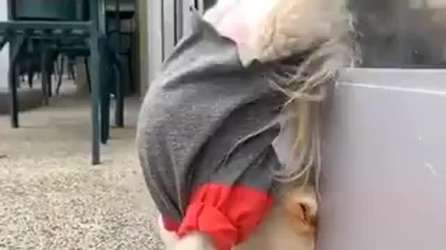 The_coolest_dog_video_I_have_seen_in_a_while._u6z3o1