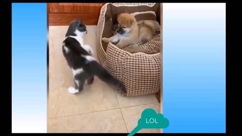 Who IS Best!!Cute Pets and Funny Animals Compilation.