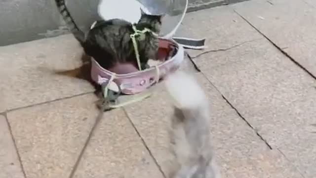 Funny Pet 2021 It's time to LAUGH with Dog's lifes13