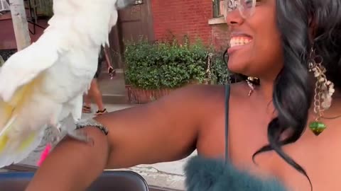 Funny parrot |cockatiel parrot | Funny birds | Funny animals