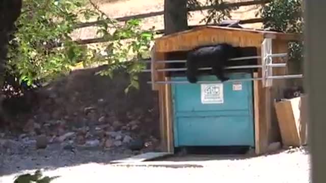 Black Bear Breaks Into Locked Garbage Bin While Woman Yells At It