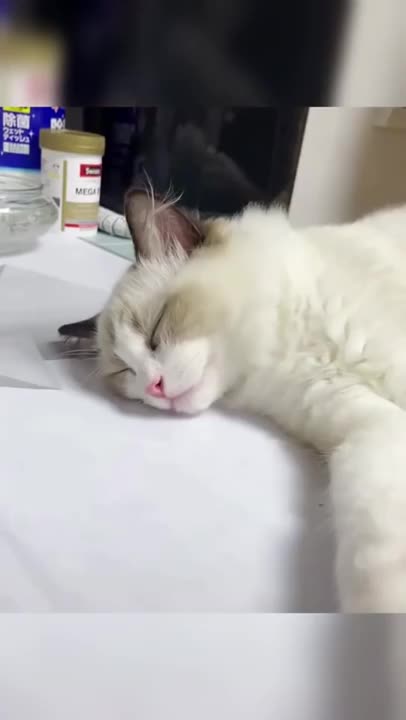 Cutest thing I seen all day